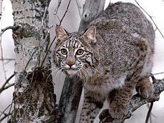 Bobcat on Tree